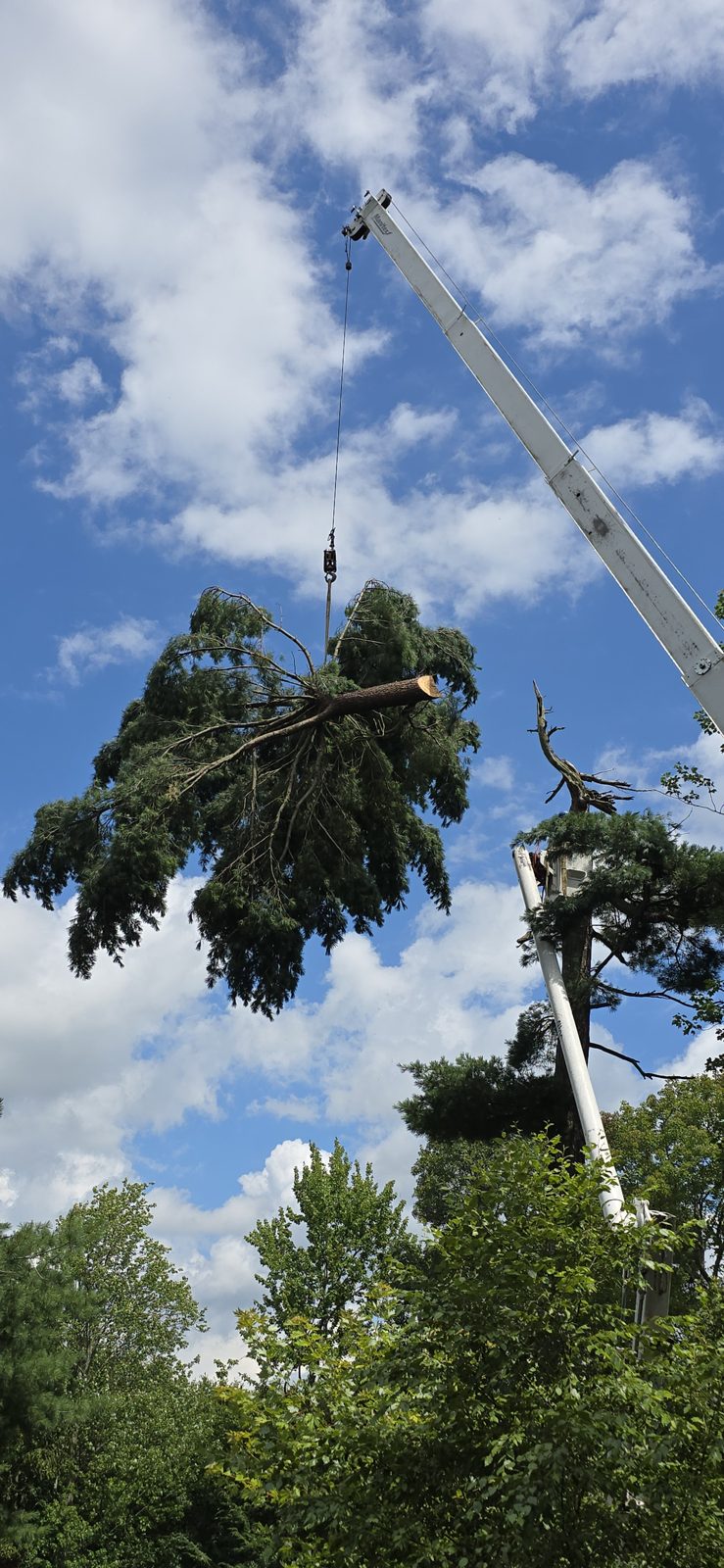 Heavy tree top flown by crane clear of a house and landscaping.