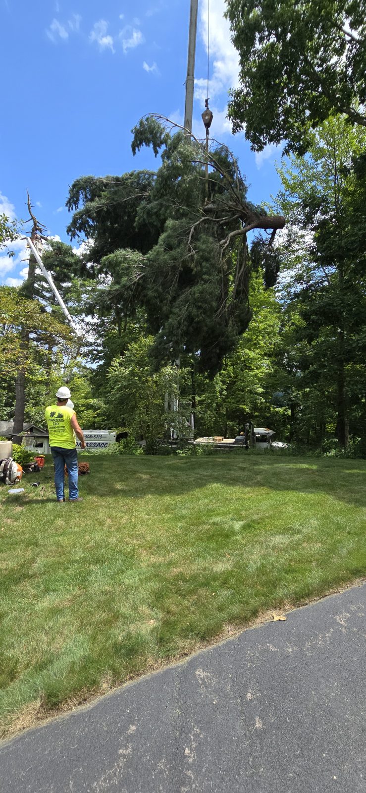 Massive pine section suspended from the crane and lowered under control.