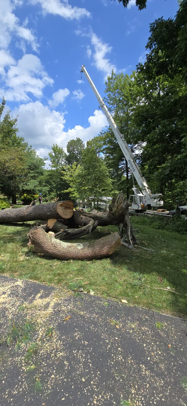 Boom crane set over a large tree removal beside a house, boom extended high above the treeline.